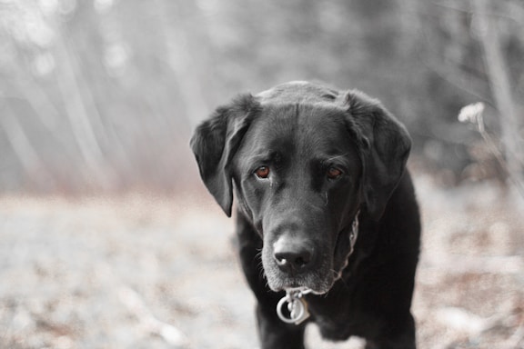A black Labrador retriever with a gentle expression stands in an outdoor setting. The background is blurred, creating a soft focus and adding a serene atmosphere. The dog's eyes are expressive, conveying a sense of calmness and introspection.