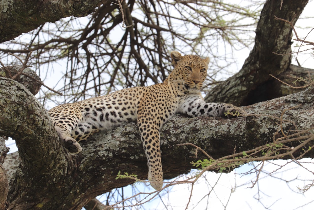 cheetah on tree