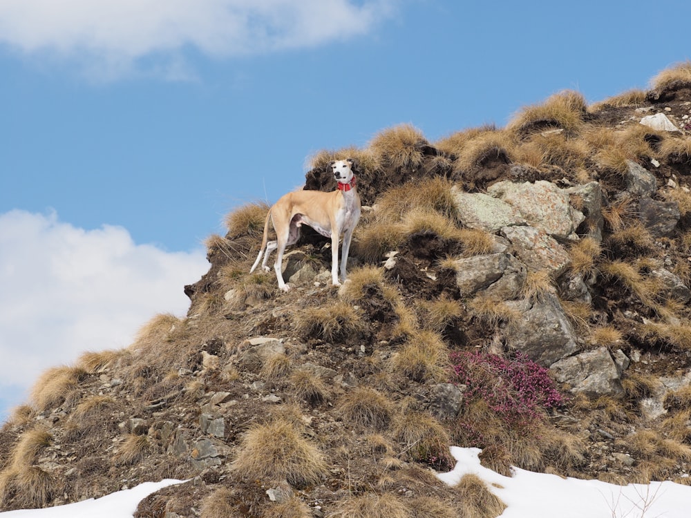 a dog standing on top of a rocky hill