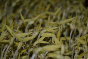 A dense cluster of young bean sprouts featuring yellowish-green leaves and pale stems, creating a textured and organic pattern. The sprouts appear fresh and tightly packed together.