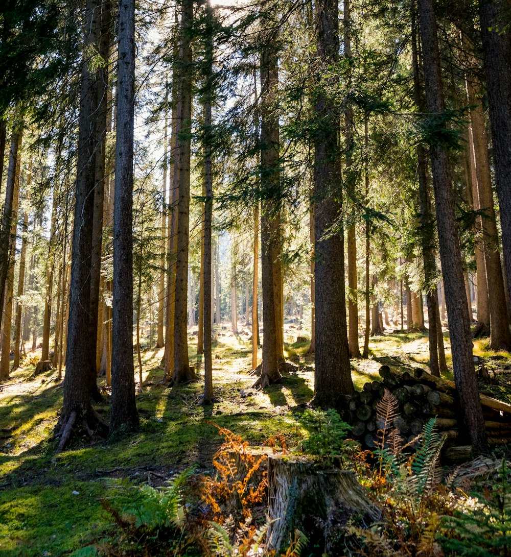 pisa em árvore perto de pilha de lenha na floresta