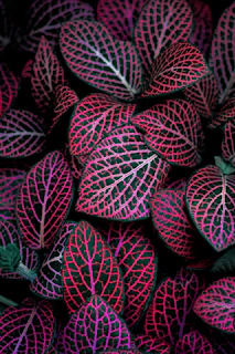 red and green leafed plant