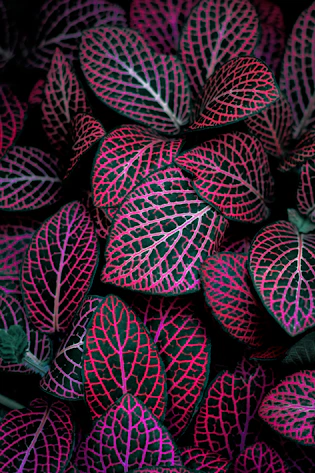 red and green leafed plant