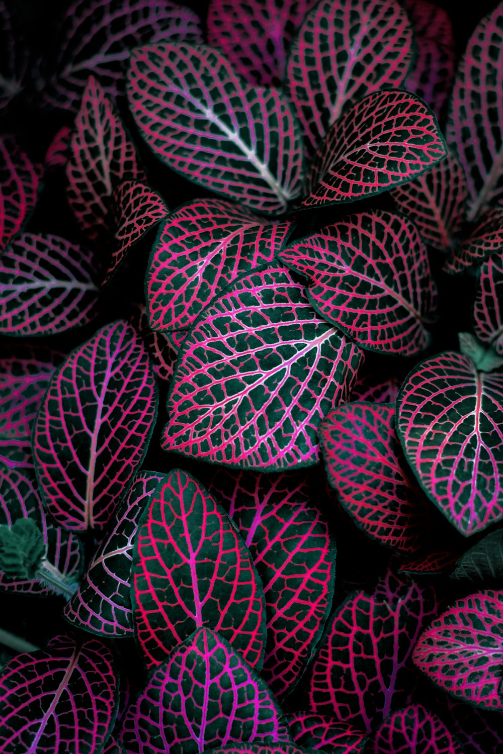 Plante à feuilles rouges et vertes