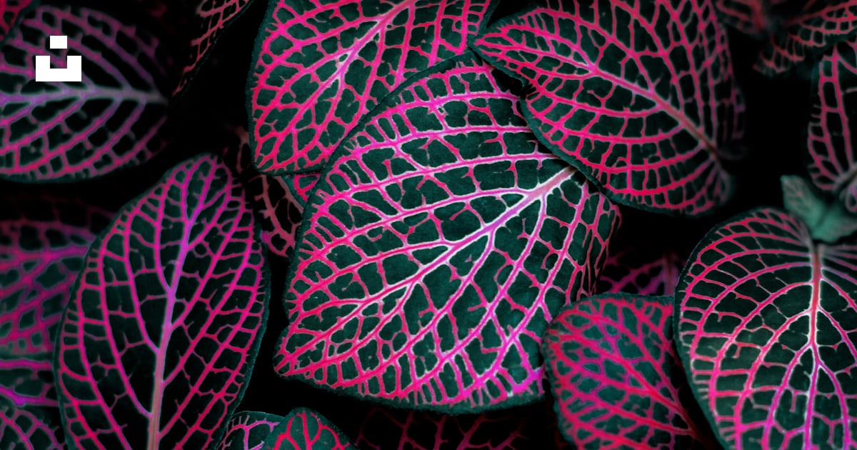 Plante à feuilles rouges et vertes photo – Image gratuite de La nature ...