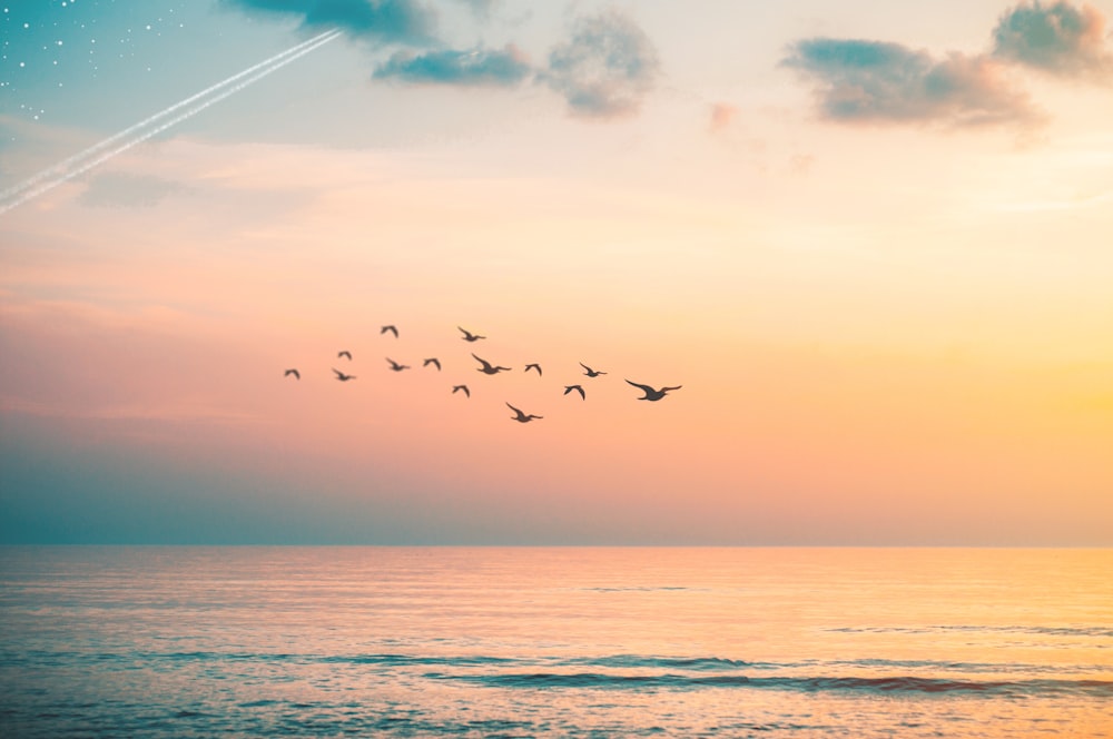 flock of birds flying above wavy body of water during golden hour