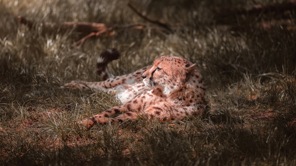 brown tiger lying on grass
