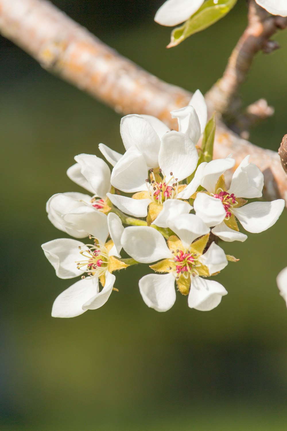 white flower bloom during daytime selective focus photography