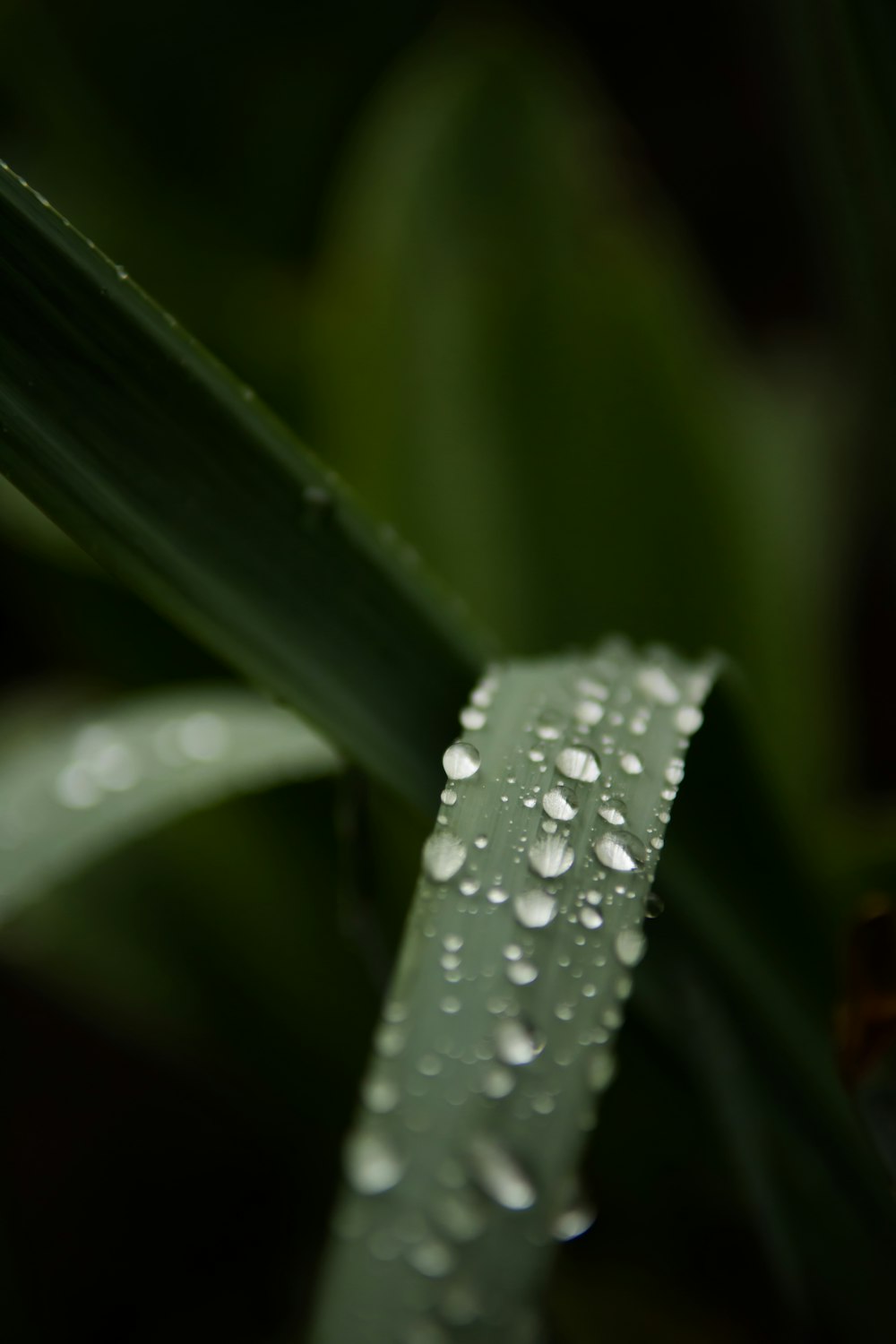 water droplets on green leaf