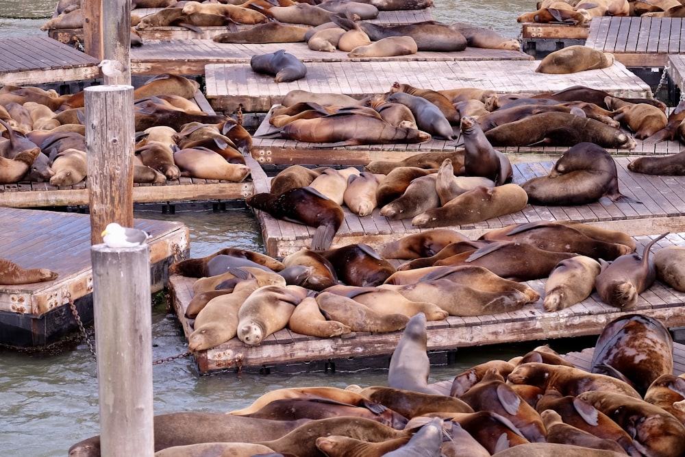 Grupo de focas