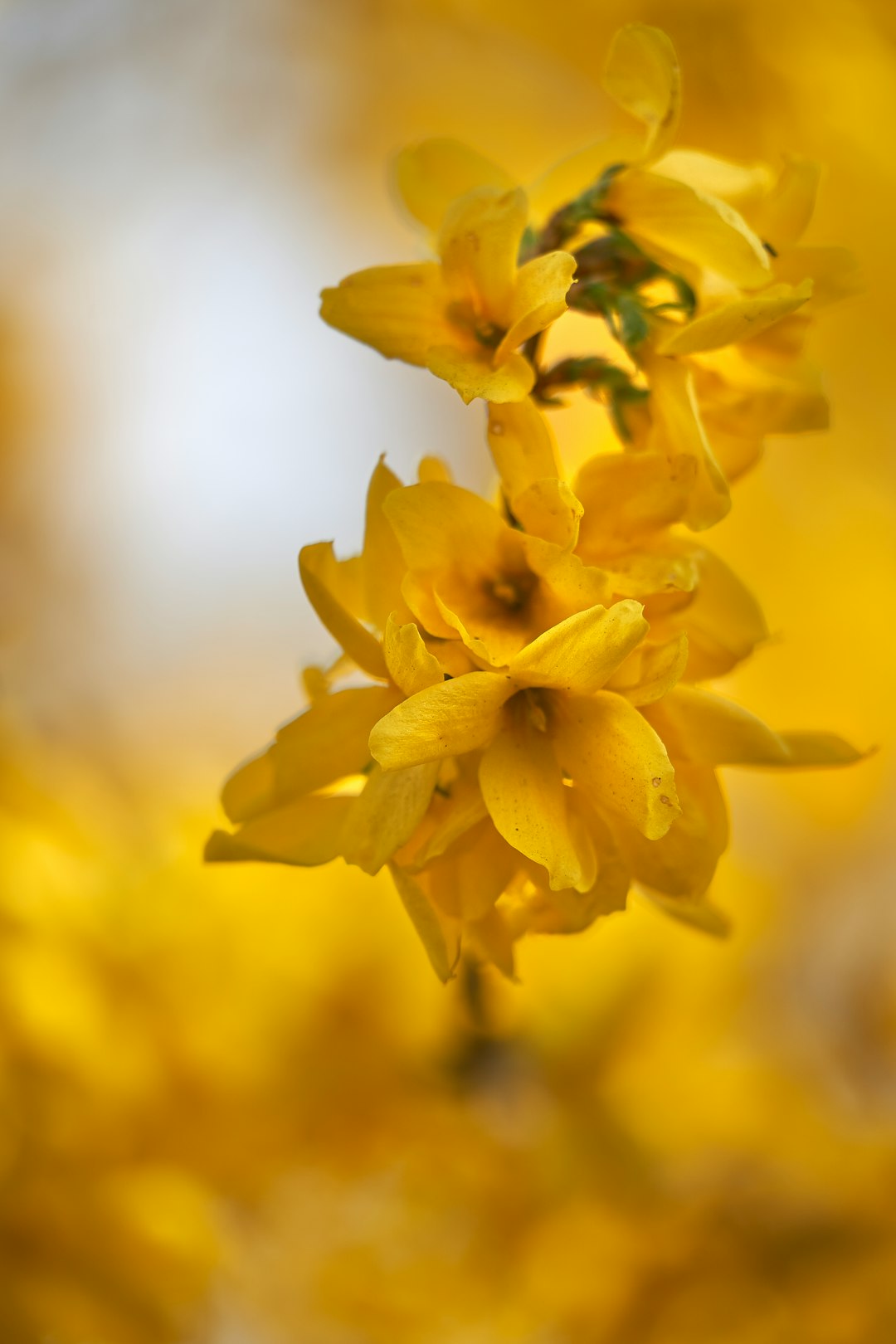 yellow petaled flower in close-up photography