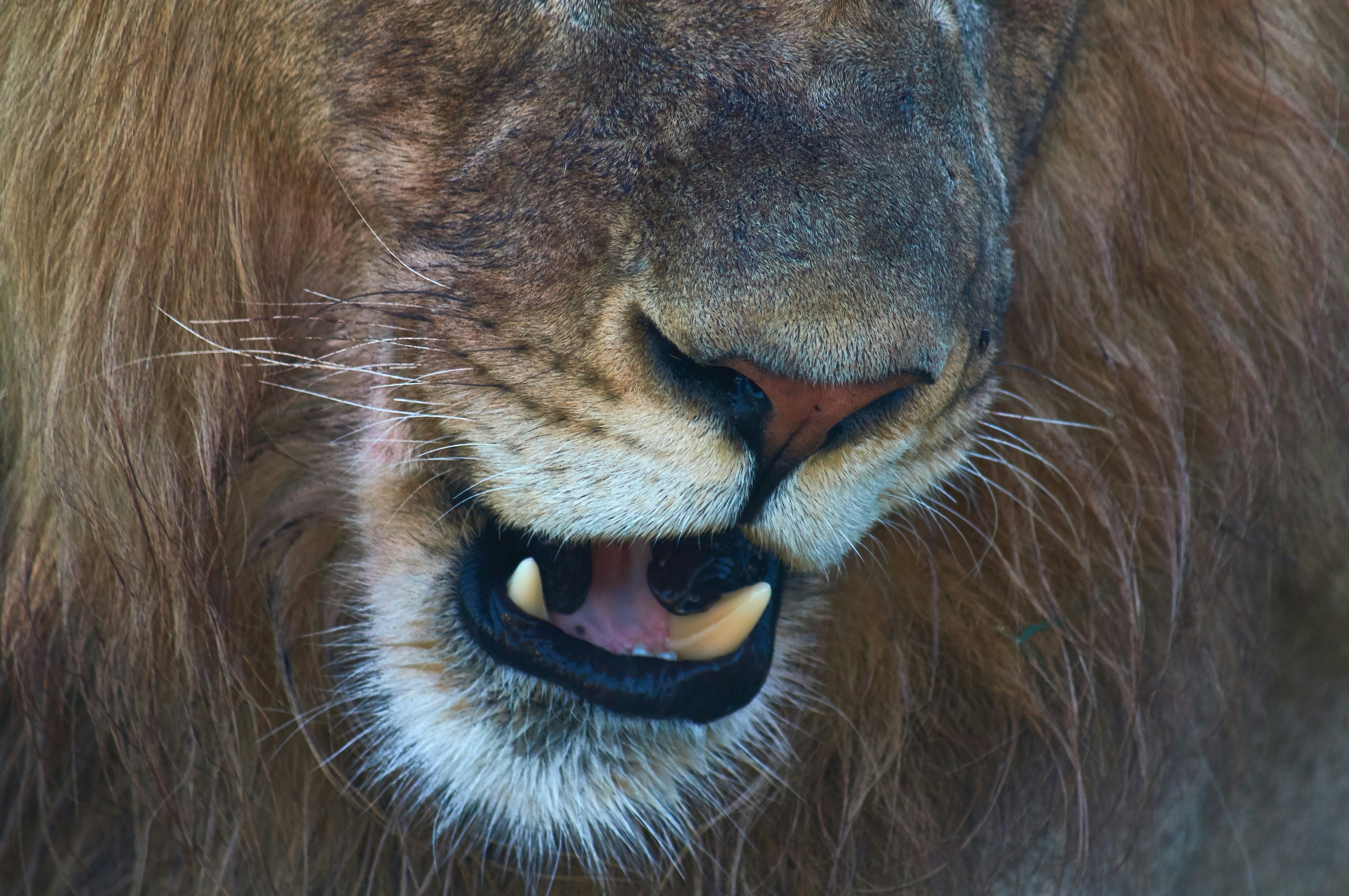 close view of lion's fang