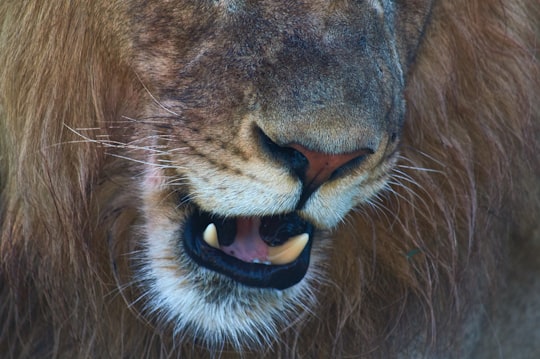 close view of lion's fang in Unnamed Road South Africa