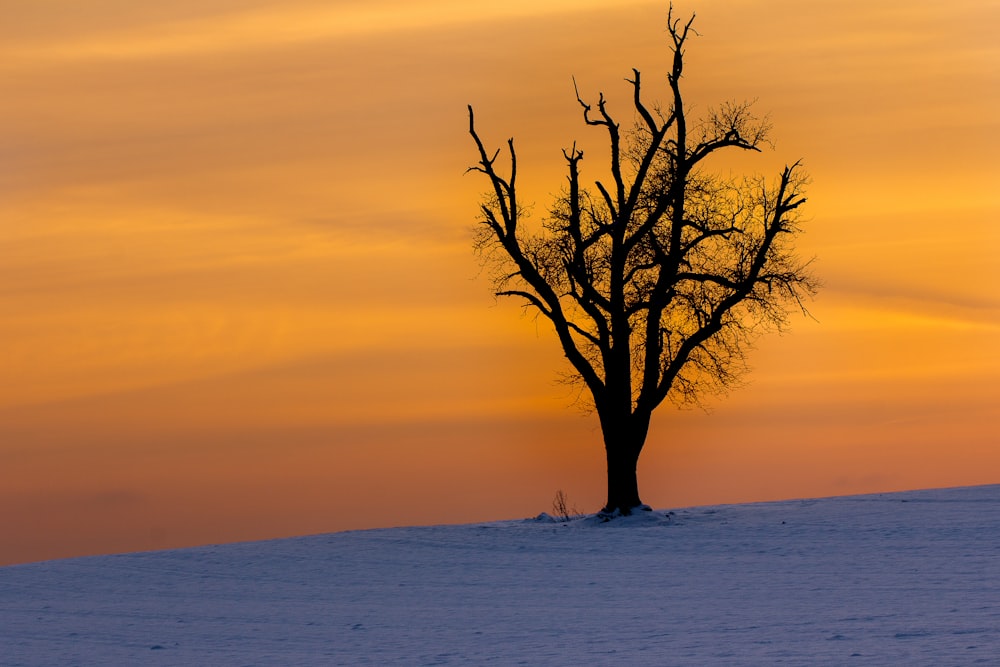 bare tree