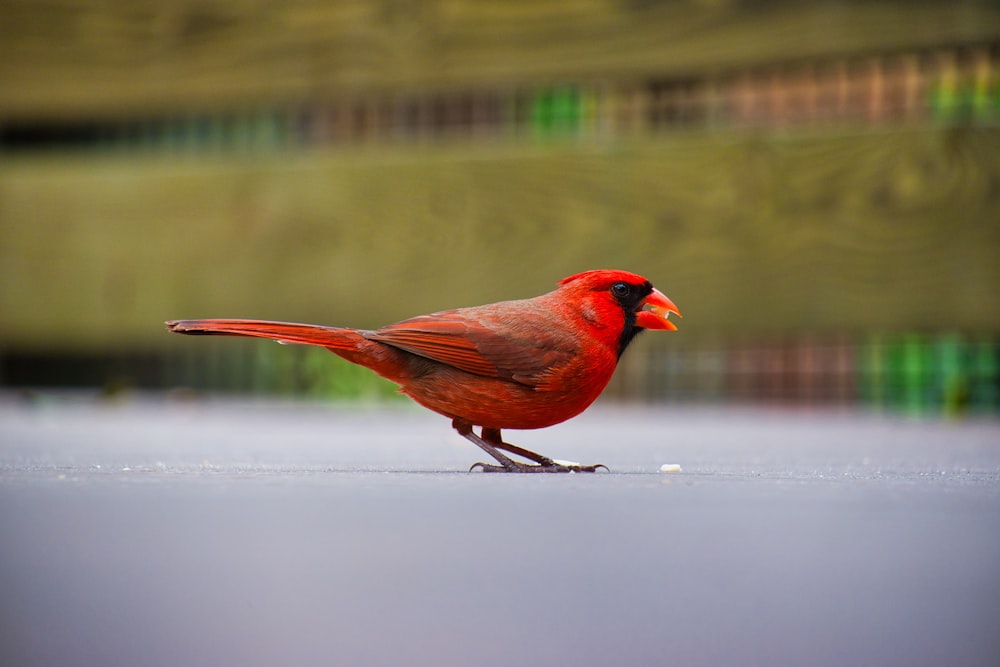 Pájaro cardenal rojo sobre superficie gris