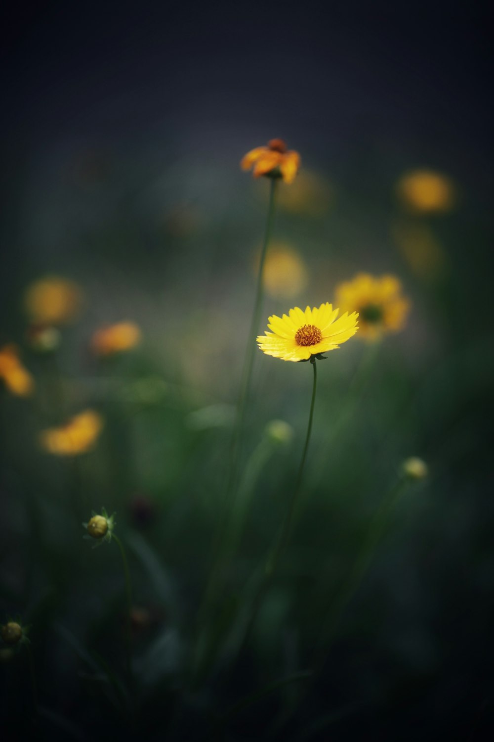 selective focus photography of yellow petaled flower