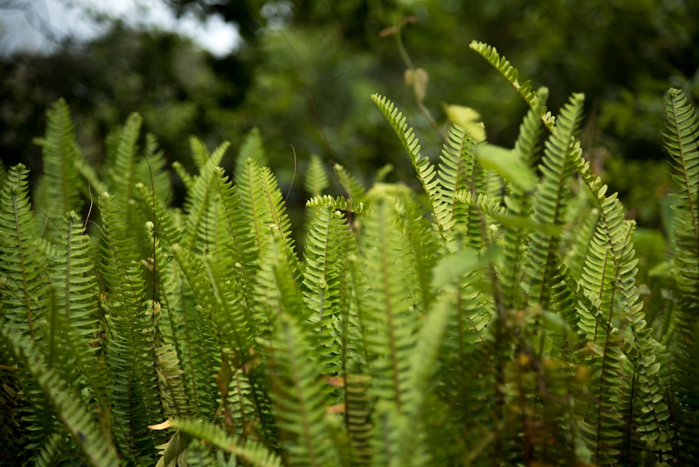 green ferns