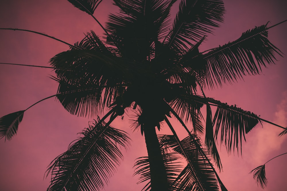 silhouette of coconut tree