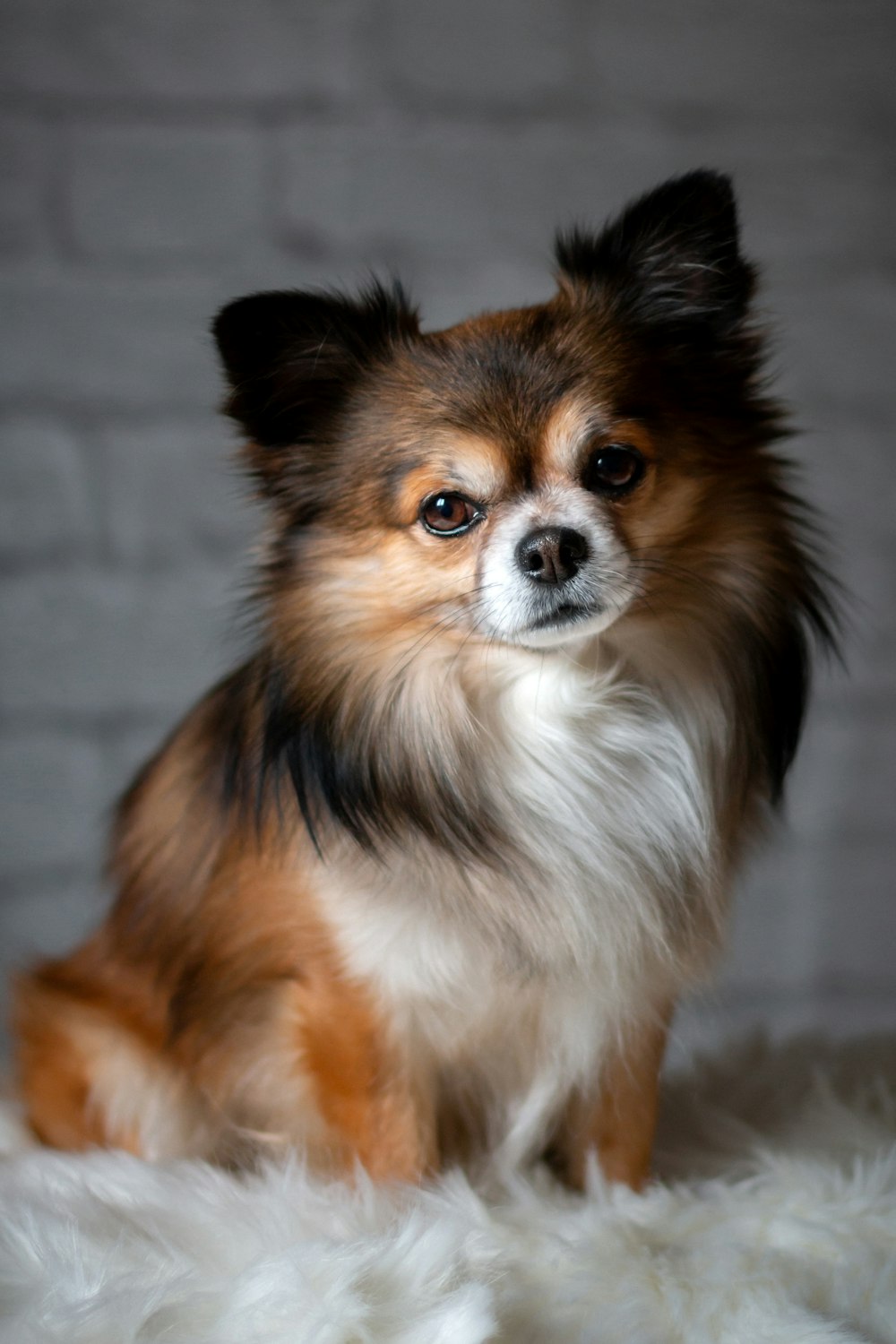 long-coated white and brown dog near wall