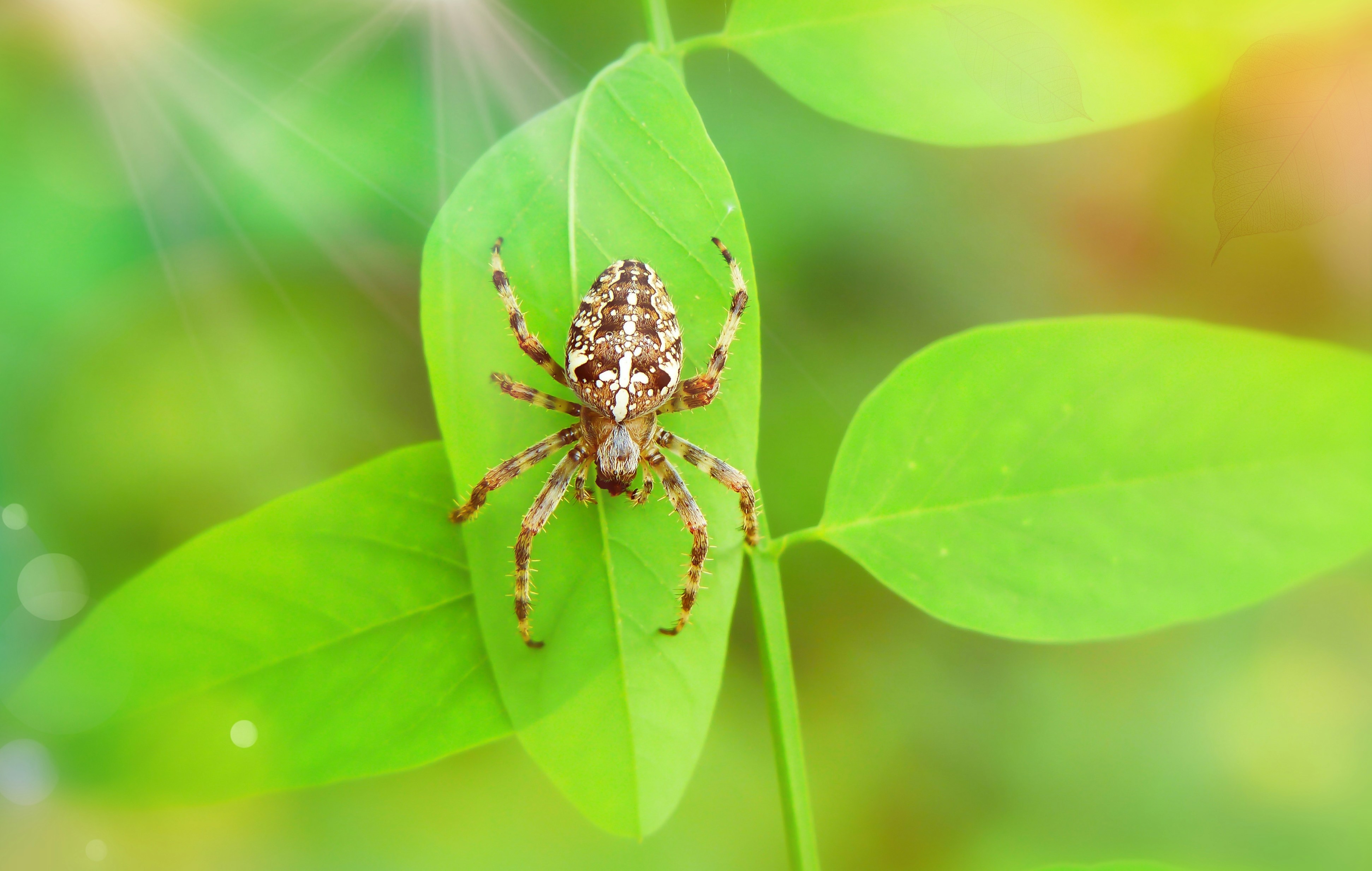 Brown Barn Spider Photo Free Animal Image On Unsplash