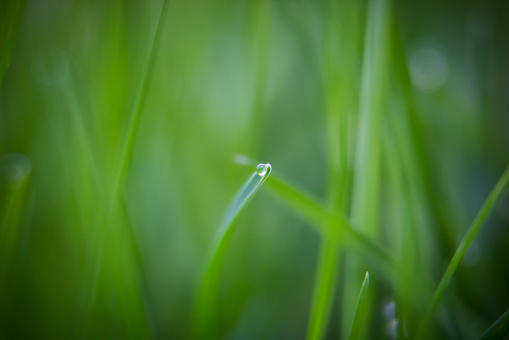 green leafed plant