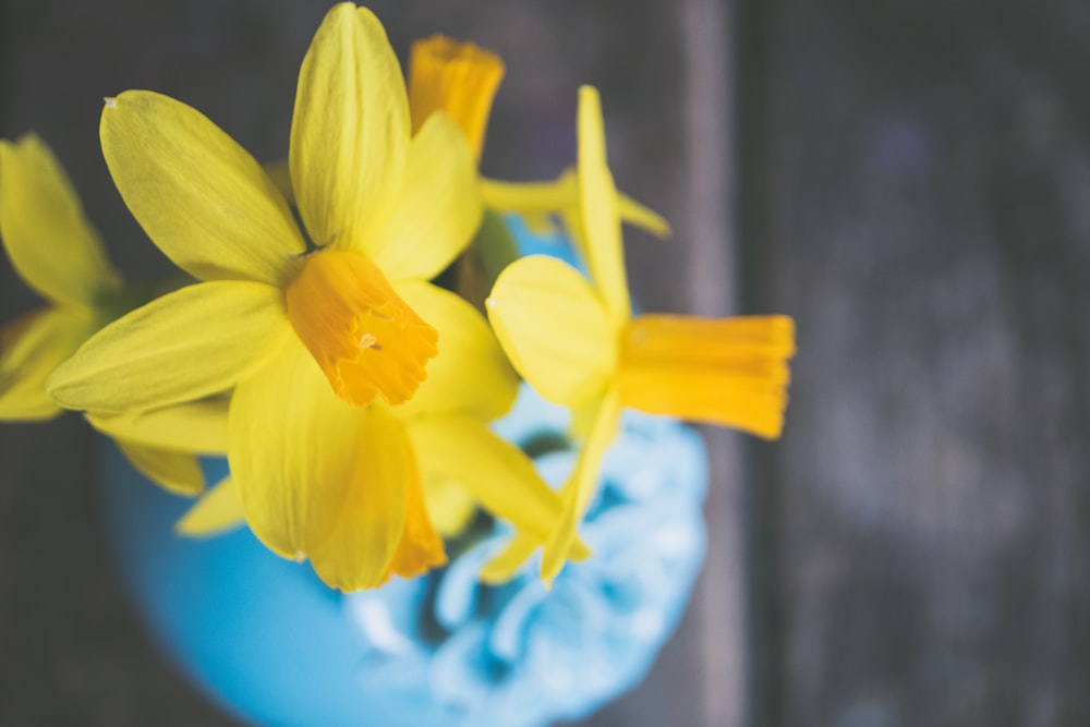 yellow flowers in bloom