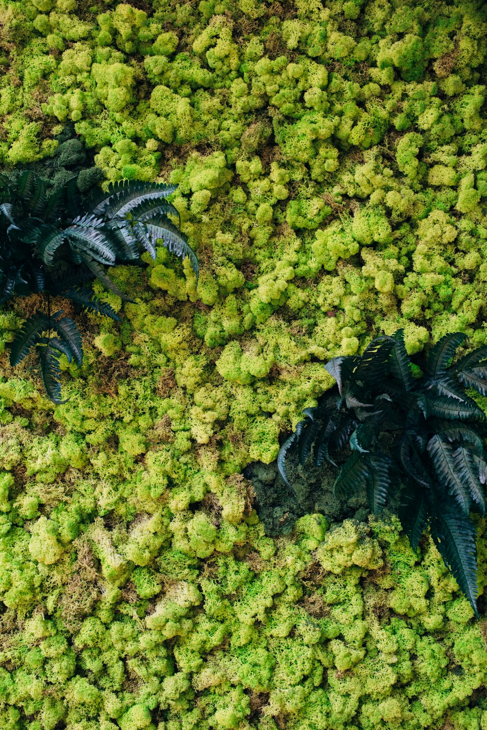 green leafed plants