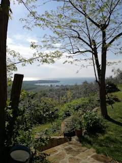 A scenic view of a lush garden with growing plants.