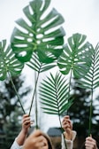 Close-up of hands holding recycled paper products with green leaves in the background.