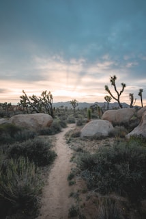 A narrow dirt path winds through a desert landscape filled with large rocks and distinctive Joshua trees. The sky is expansive with soft, pastel-colored clouds, and the sun is low on the horizon, casting beams of light across the scene.