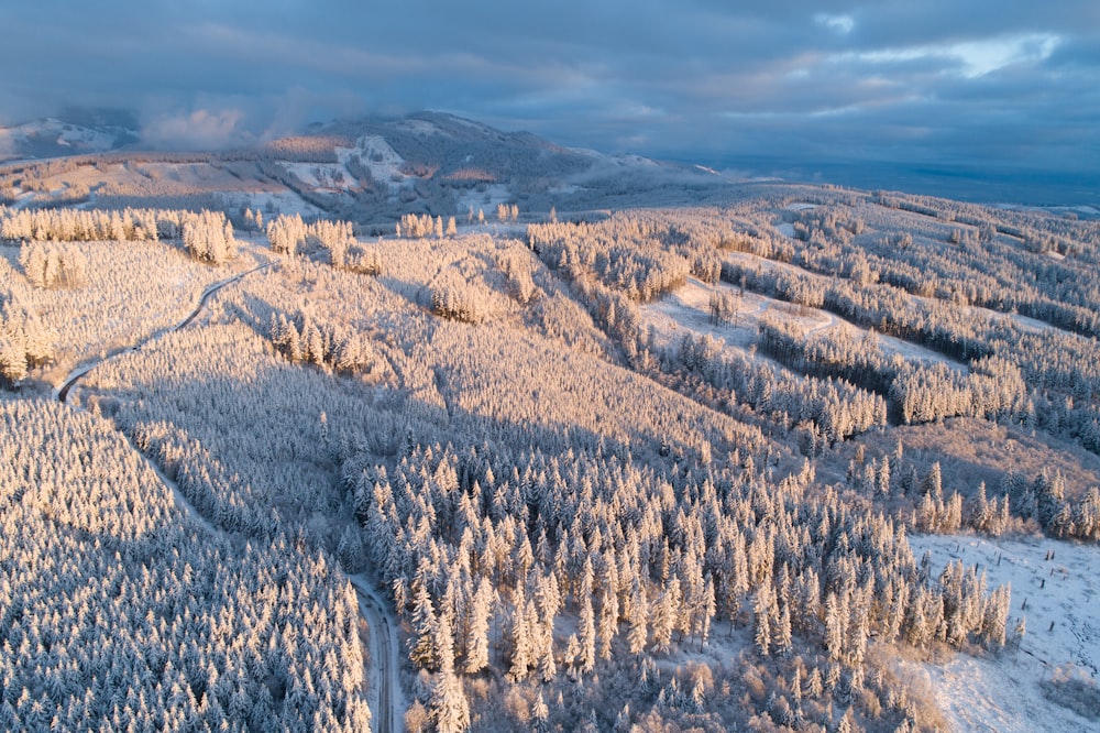 눈이 쌓인 소나무의 항공 사진