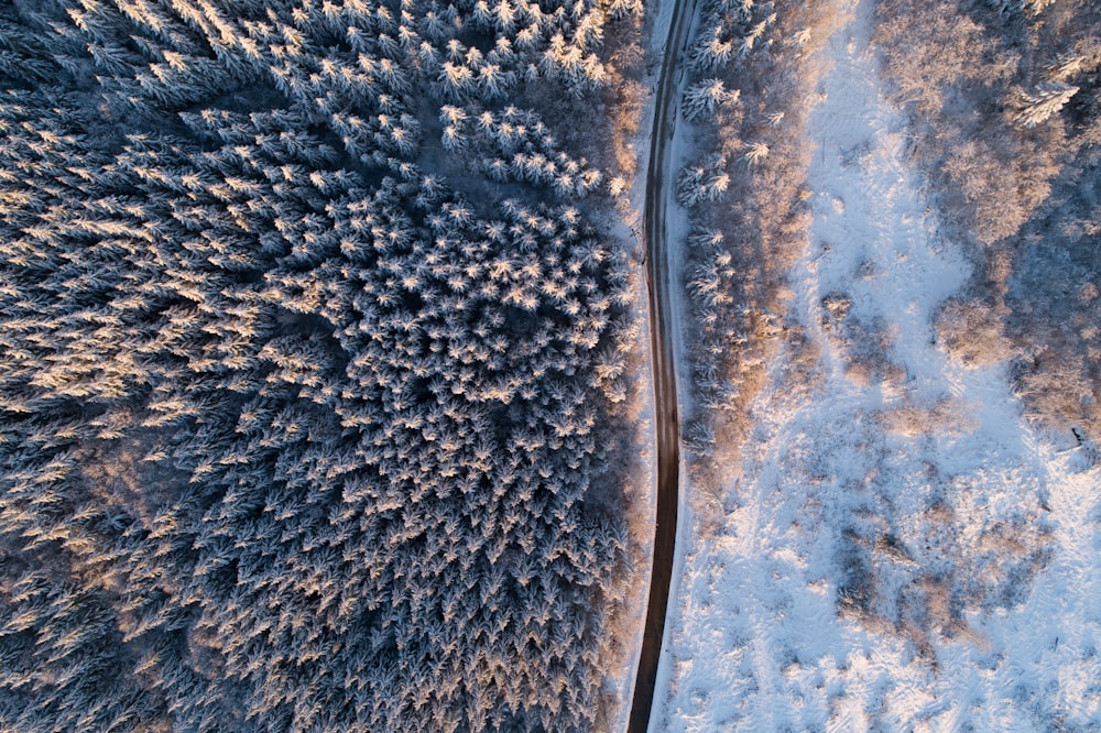 Arbres verts près de la route