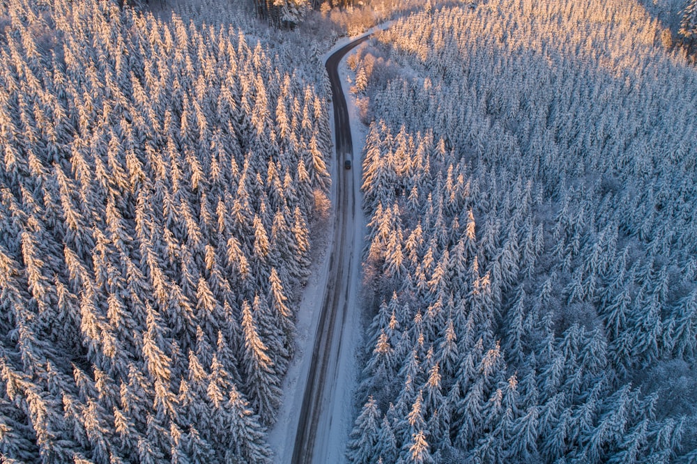 aerial photo of concrete road surrounded by pine trees