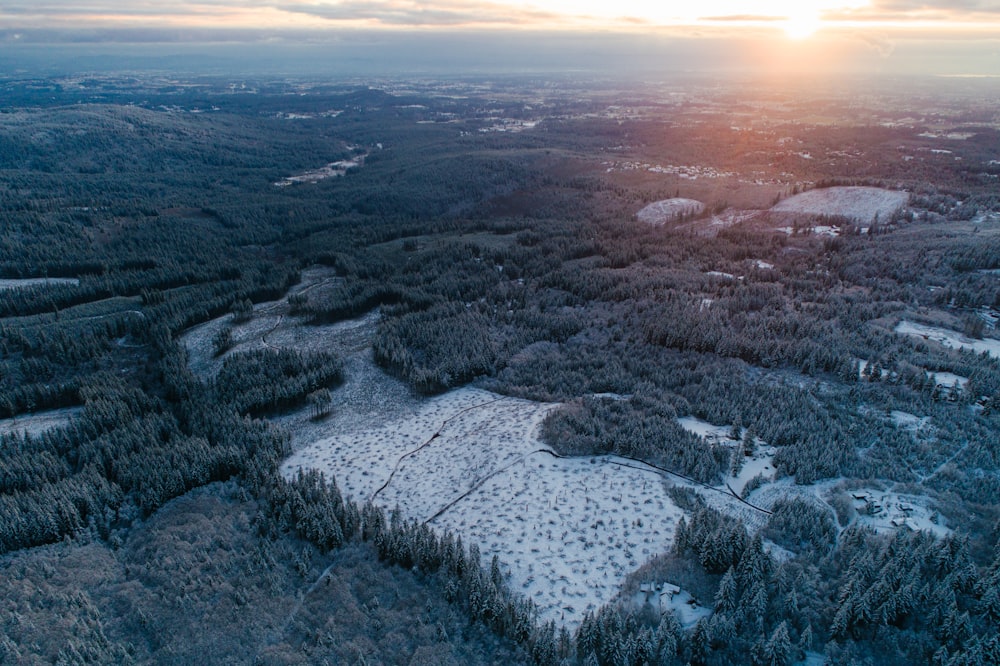 árvores de vista aérea