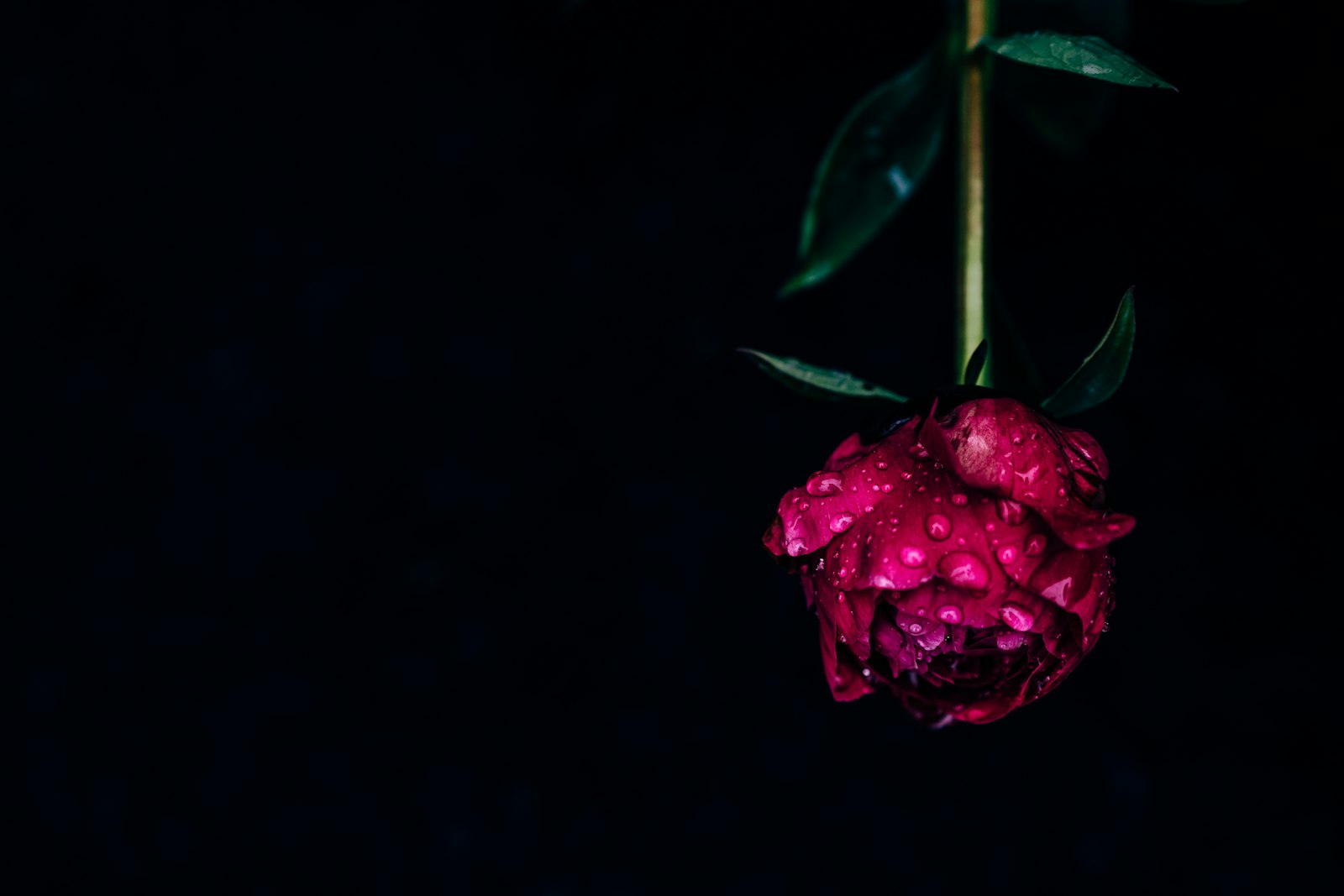 Sony a7R II + Sony Distagon T* FE 35mm F1.4 ZA sample photo. Red rose flower wallpaper photography