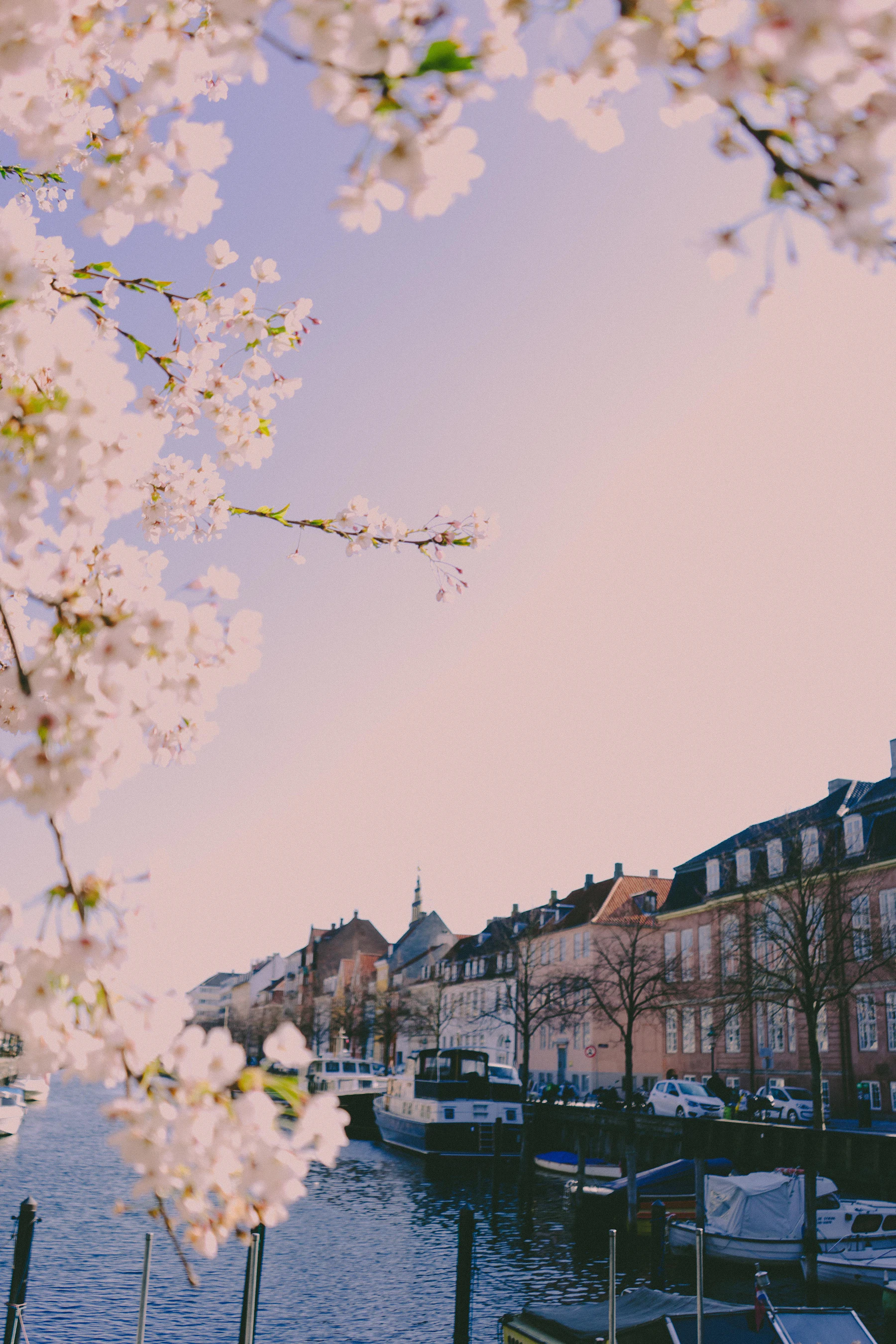 Boats and canal-side buildings in Christianshavn with flowering branches in the foreground.