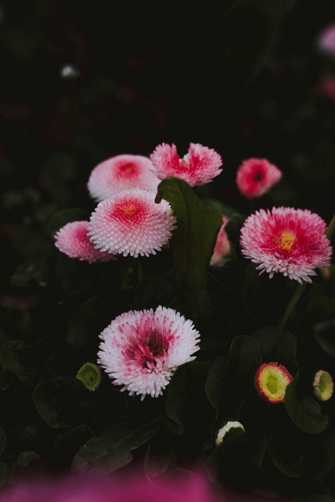 selective focus photography of pink flowers