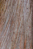 Close-up of a vibrant tree bark texture with intricate patterns.