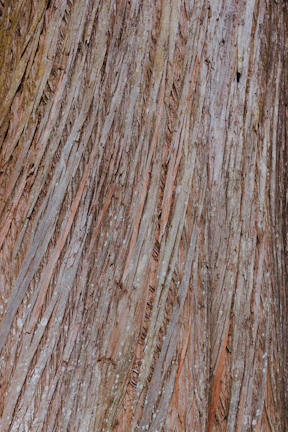 Close-up of a vibrant tree bark texture with intricate patterns.