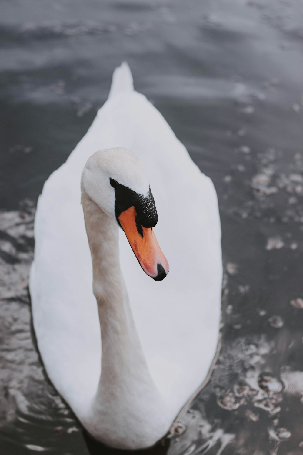 white swan