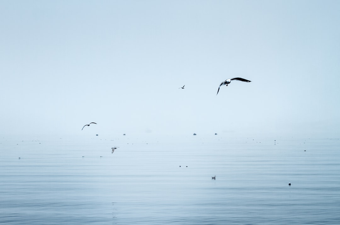 birds flying above ocean