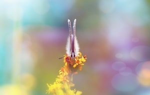 Butterfly Grace