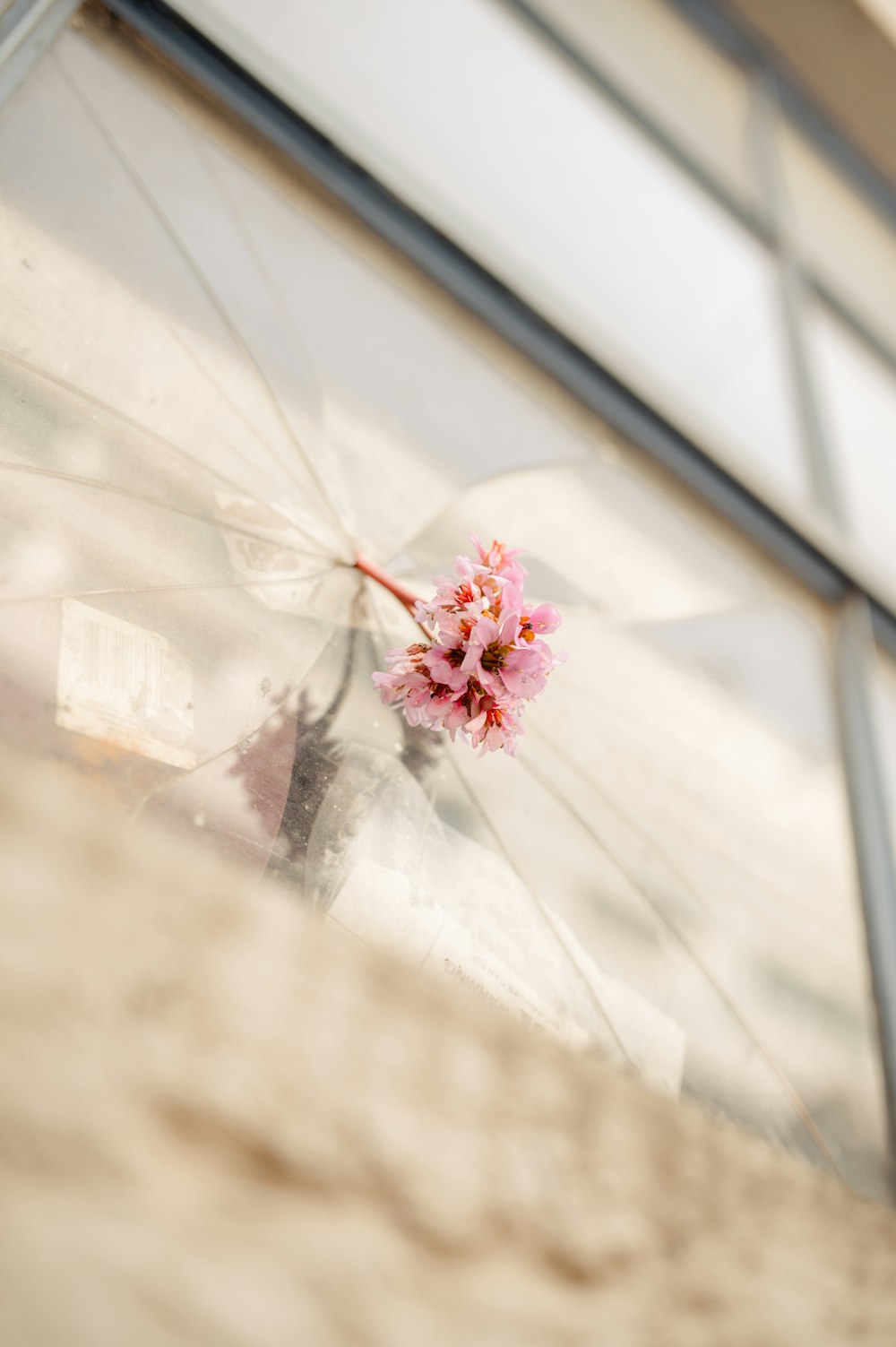 ガラス表面にピンクの花びらの花