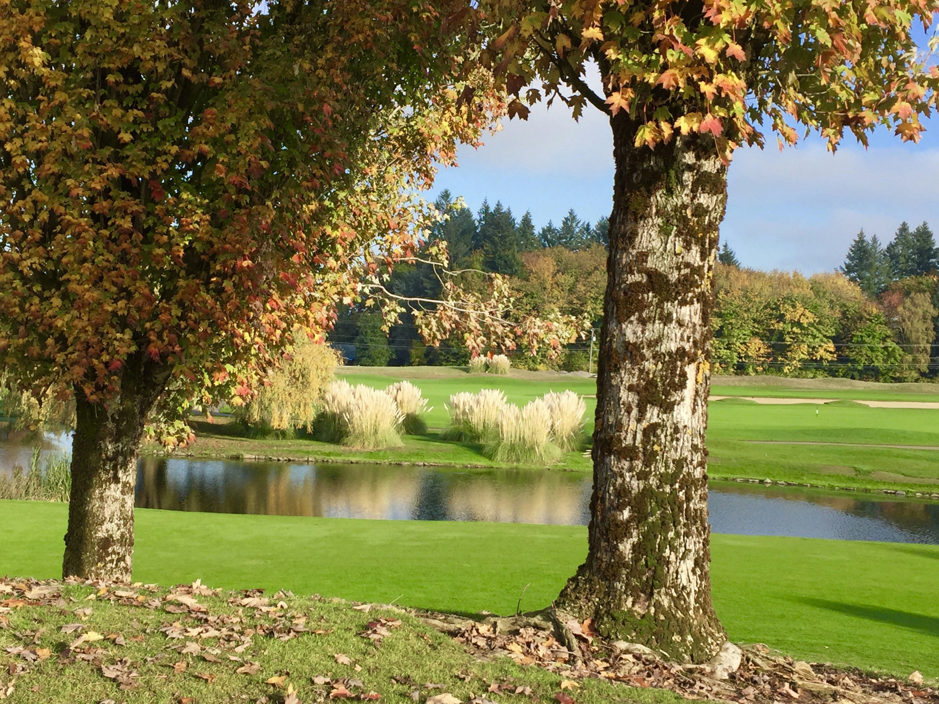Gulmarg golf course in autumn with golden trees and mountain backdrop