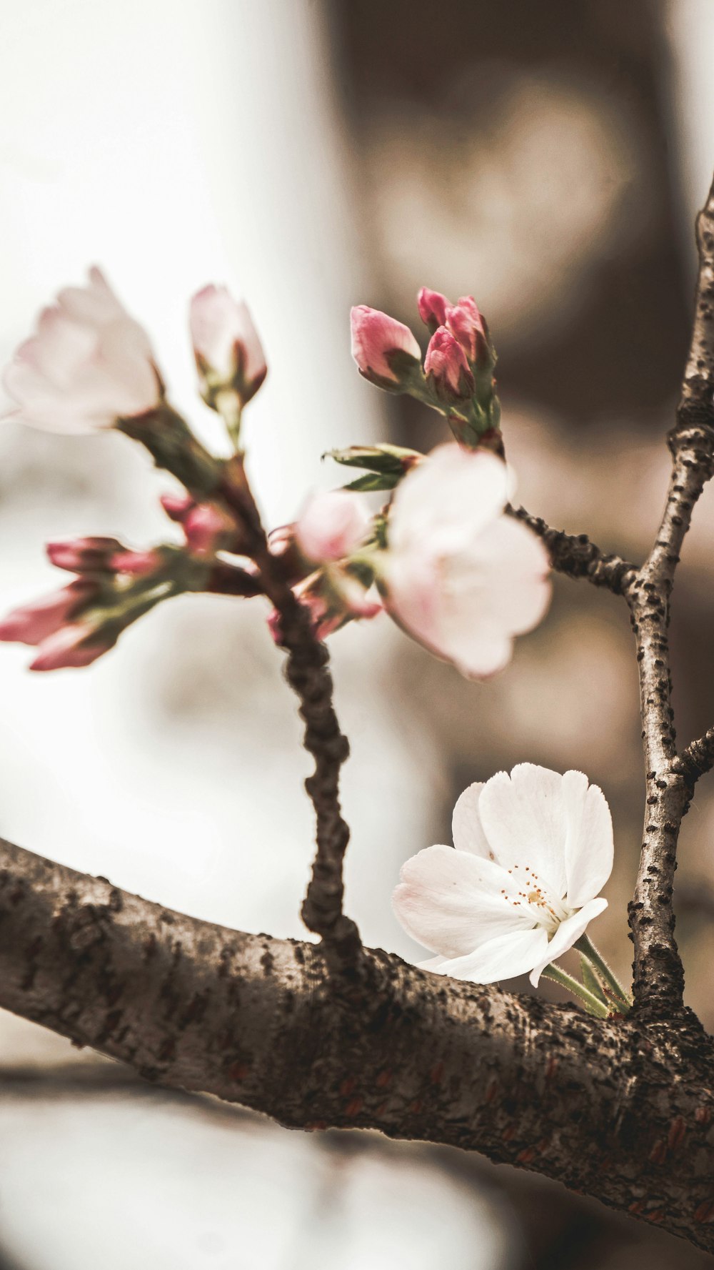 Weiße Blumen in voller Blüte