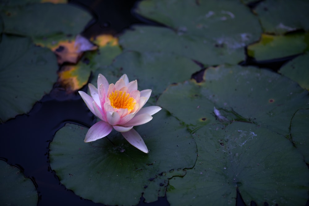 ピンクの蓮の花