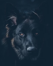 black dog