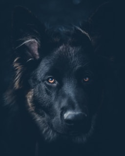 black dog