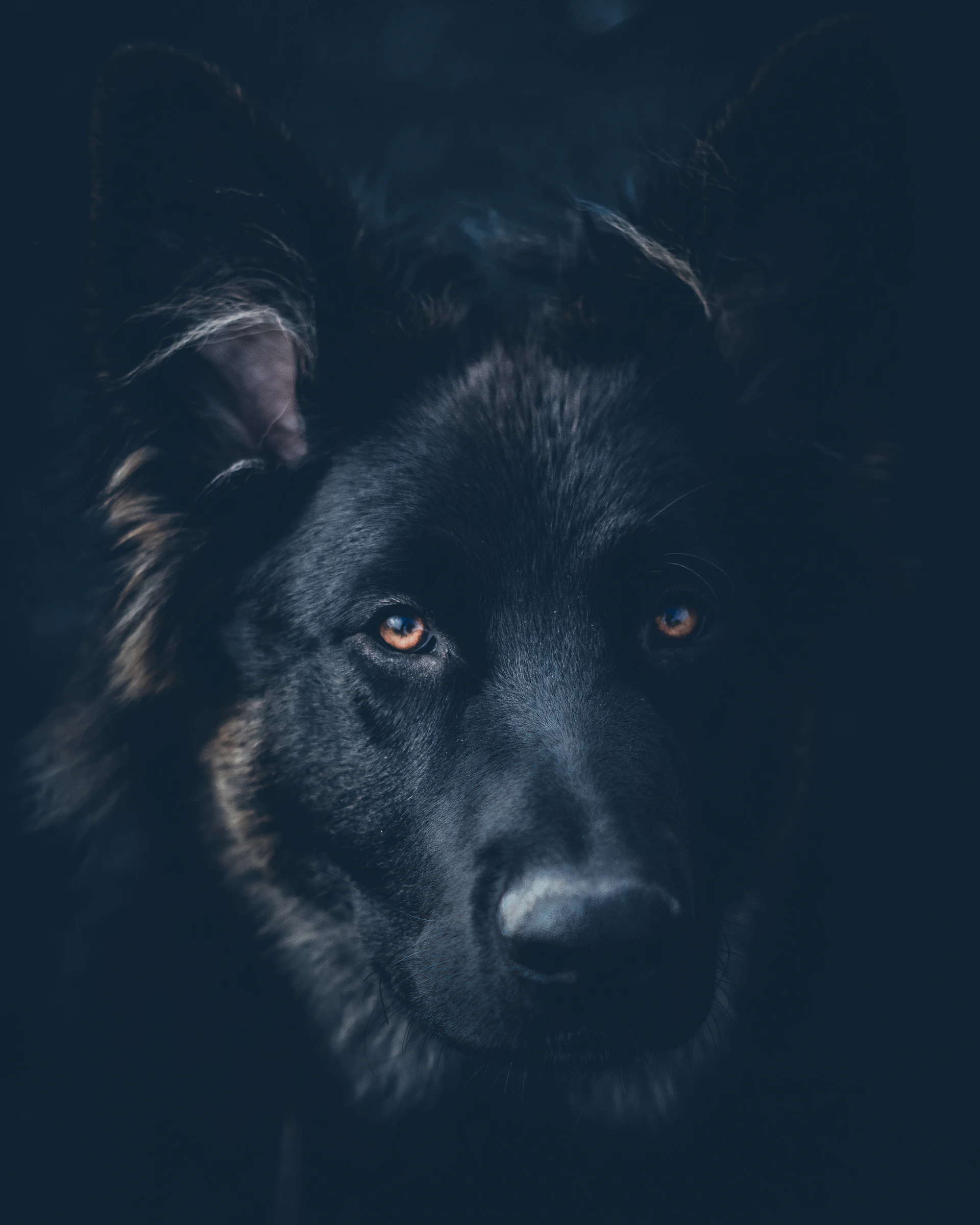 black dog