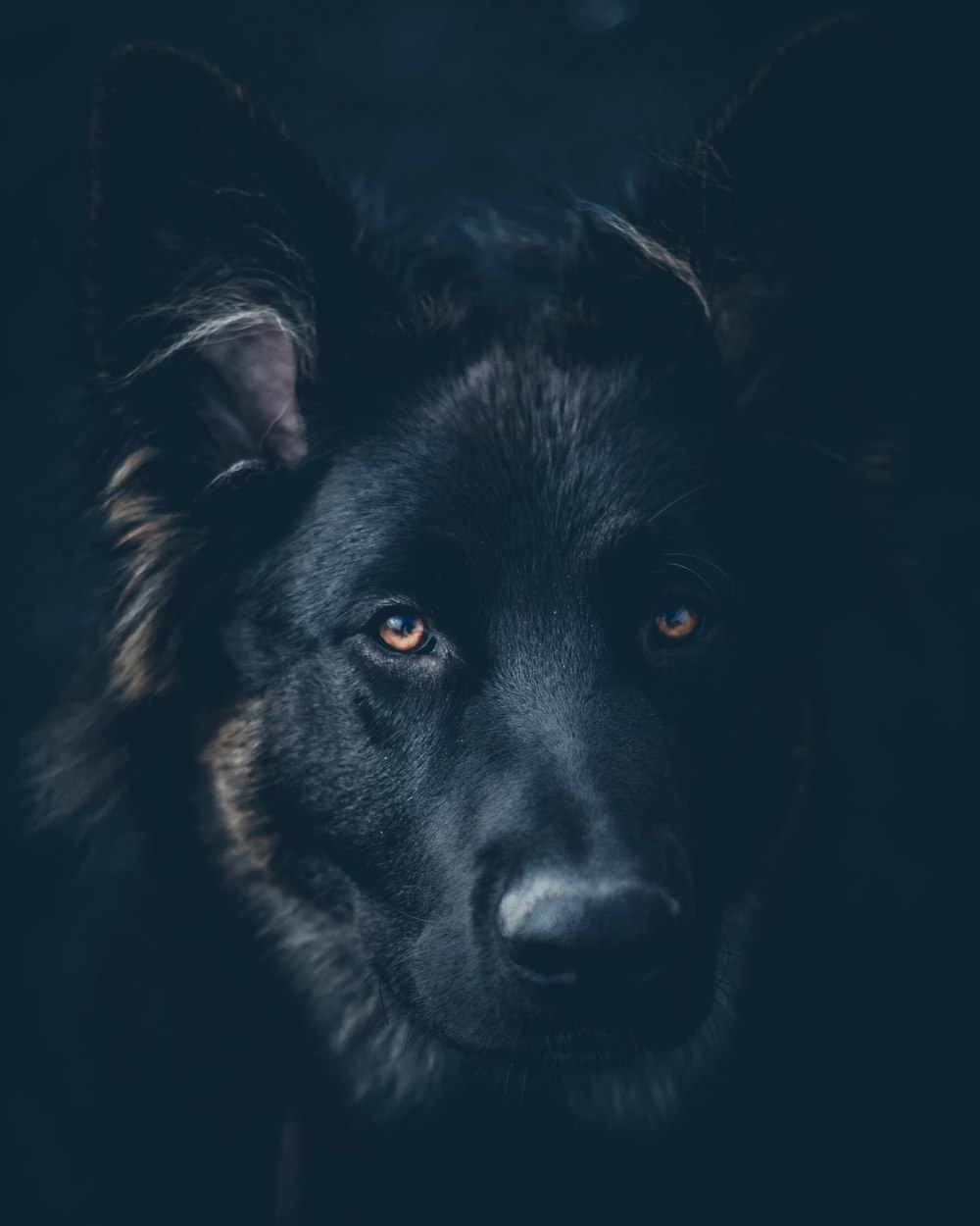 cão preto